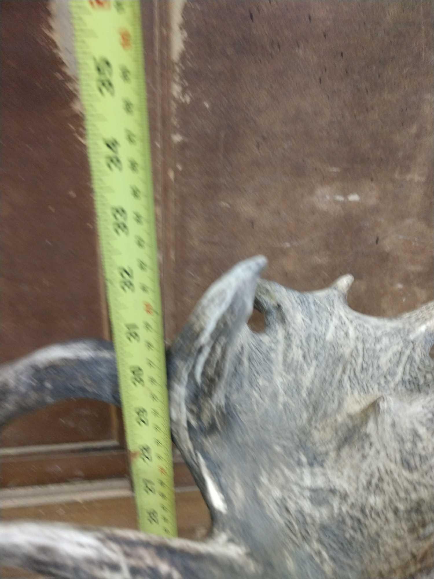 Huge Red Stag Antlers On Skull Plate