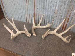 8 lbs Of Whitetail Shed Antlers