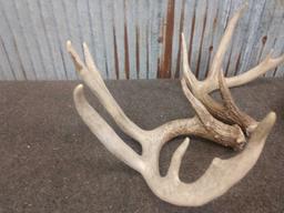 8 lbs Of Whitetail Shed Antlers