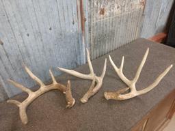 8 lbs Of Whitetail Shed Antlers
