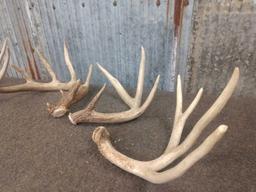 8 lbs Of Whitetail Shed Antlers