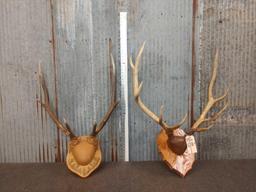 2 Sets Of Elk Antlers On Plaque