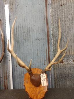 2 Sets Of Elk Antlers On Plaque