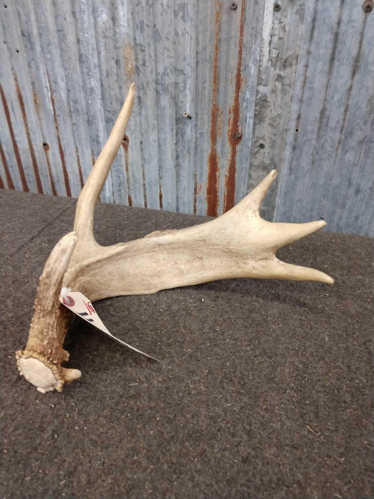 Palmated Whitetail Shed Antler