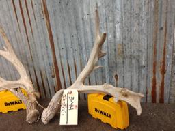 Gnarly 3x4 Whitetail Shed Antlers