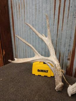 Gnarly 3x4 Whitetail Shed Antlers