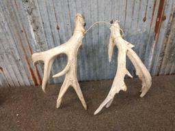 Gnarly 3x4 Whitetail Shed Antlers