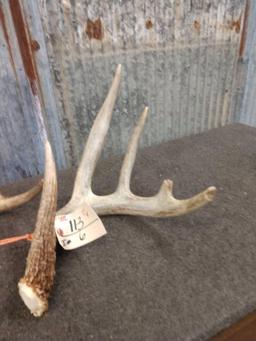 Nice Group Of 7 Whitetail Shed Antlers