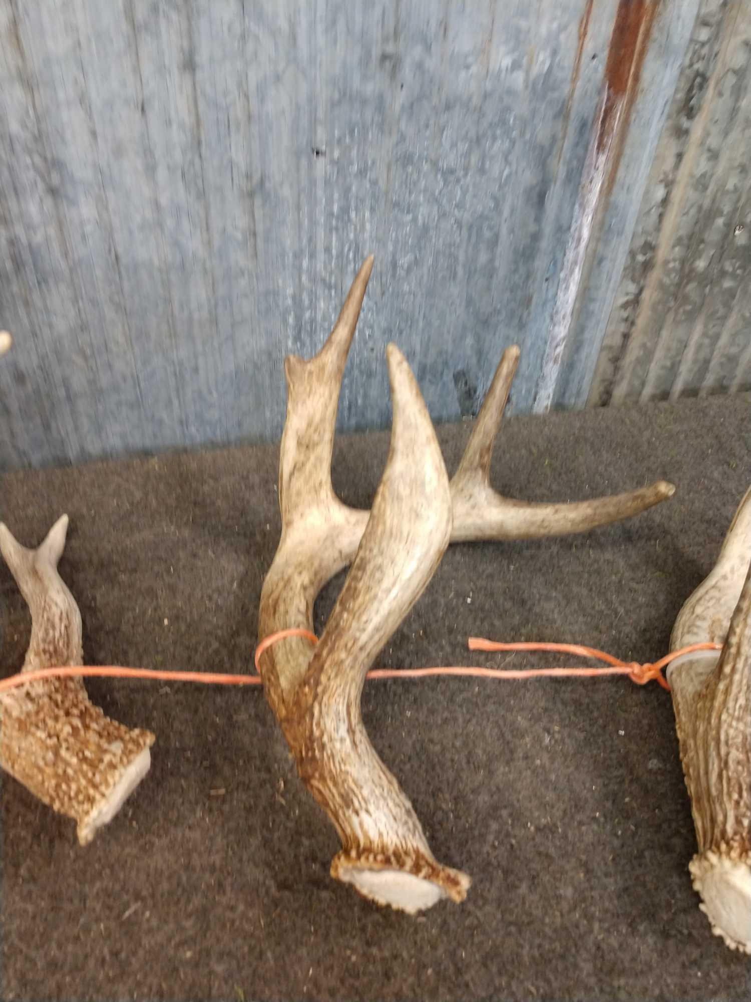 Nice Group Of 7 Whitetail Shed Antlers