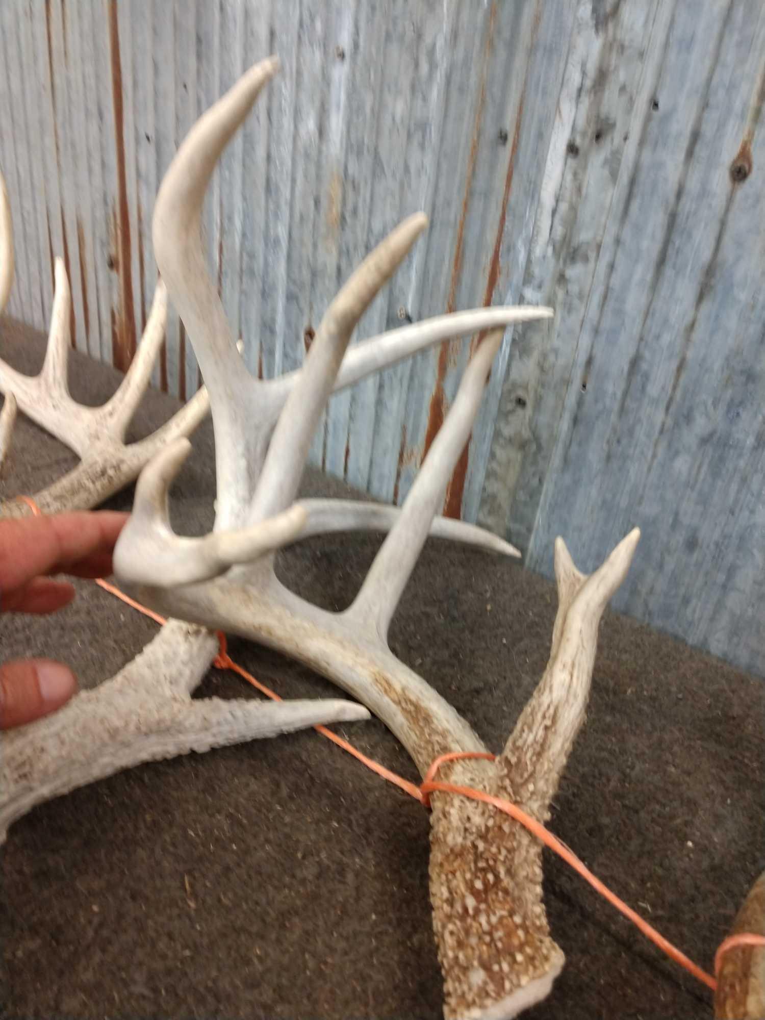 Nice Group Of 7 Whitetail Shed Antlers