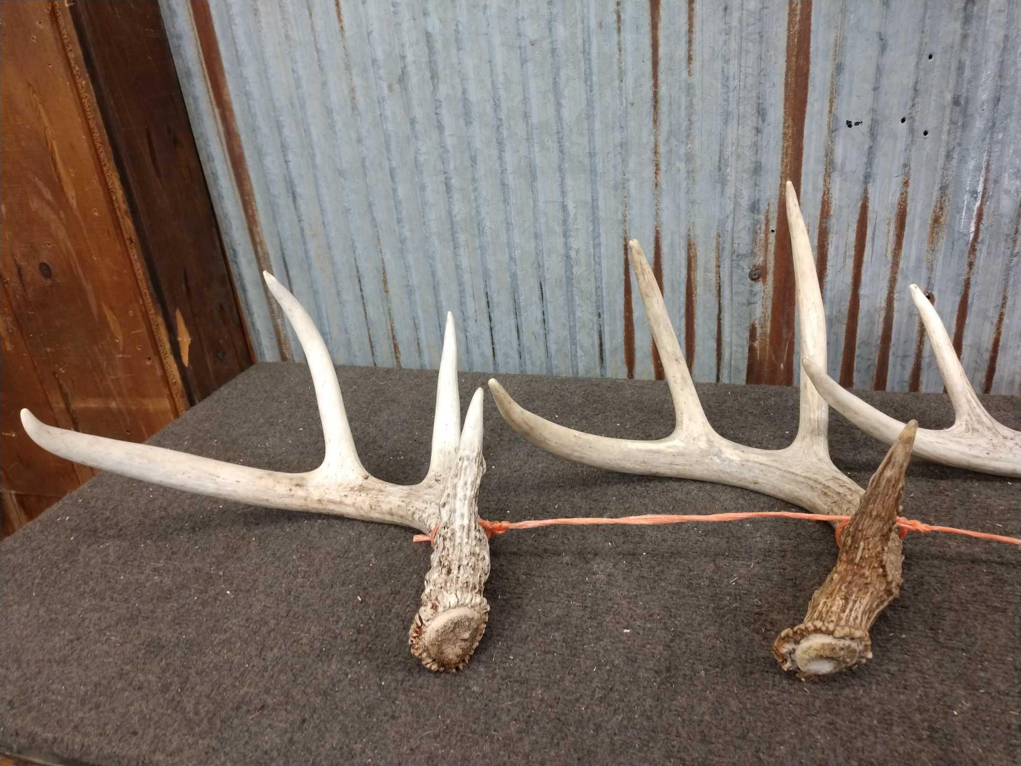 Nice Group Of 7 Whitetail Shed Antlers