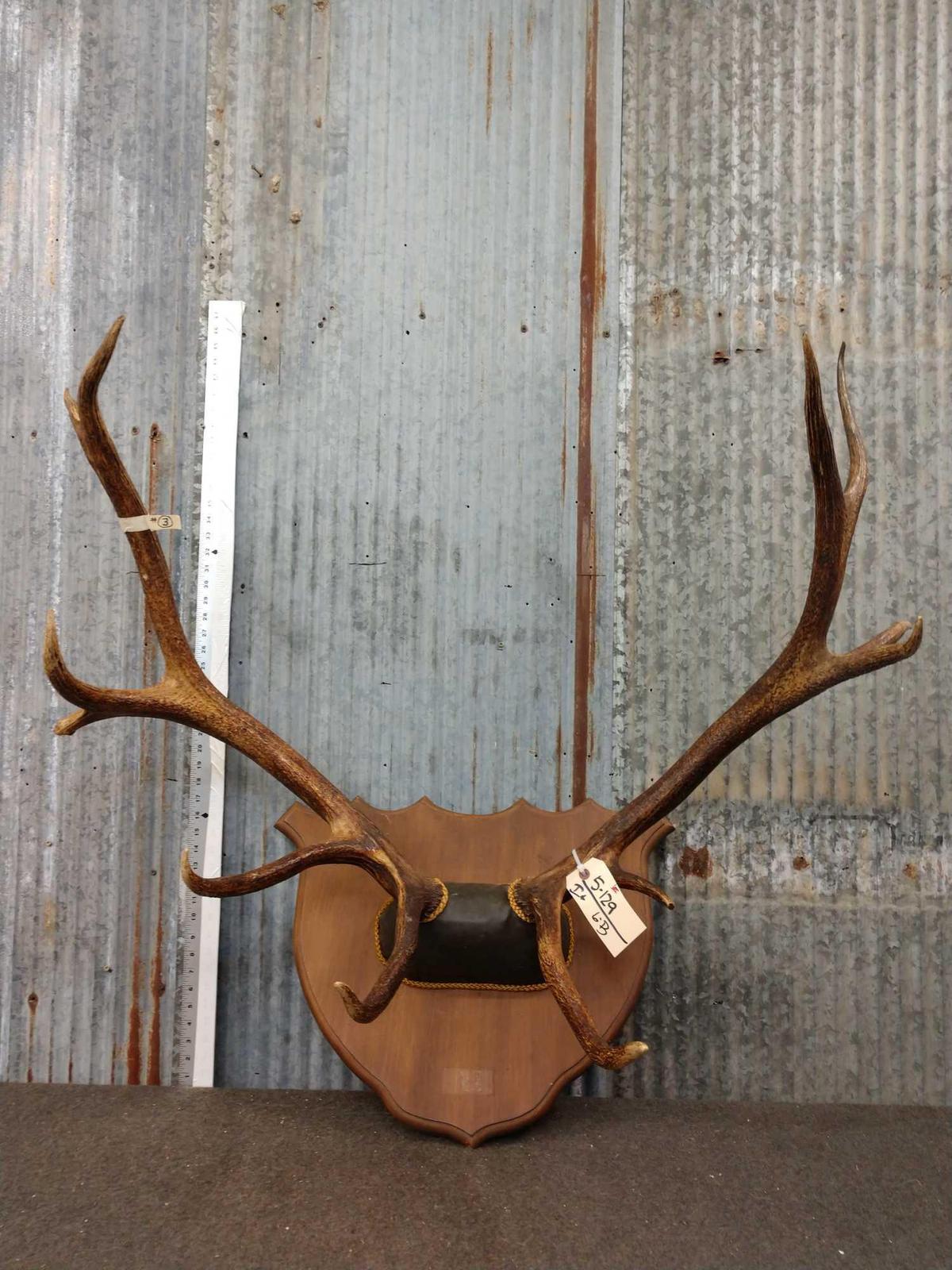 6x6 Elk Antlers On Skull Plate