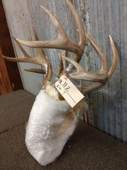 2 Whitetail Skulls Antlers