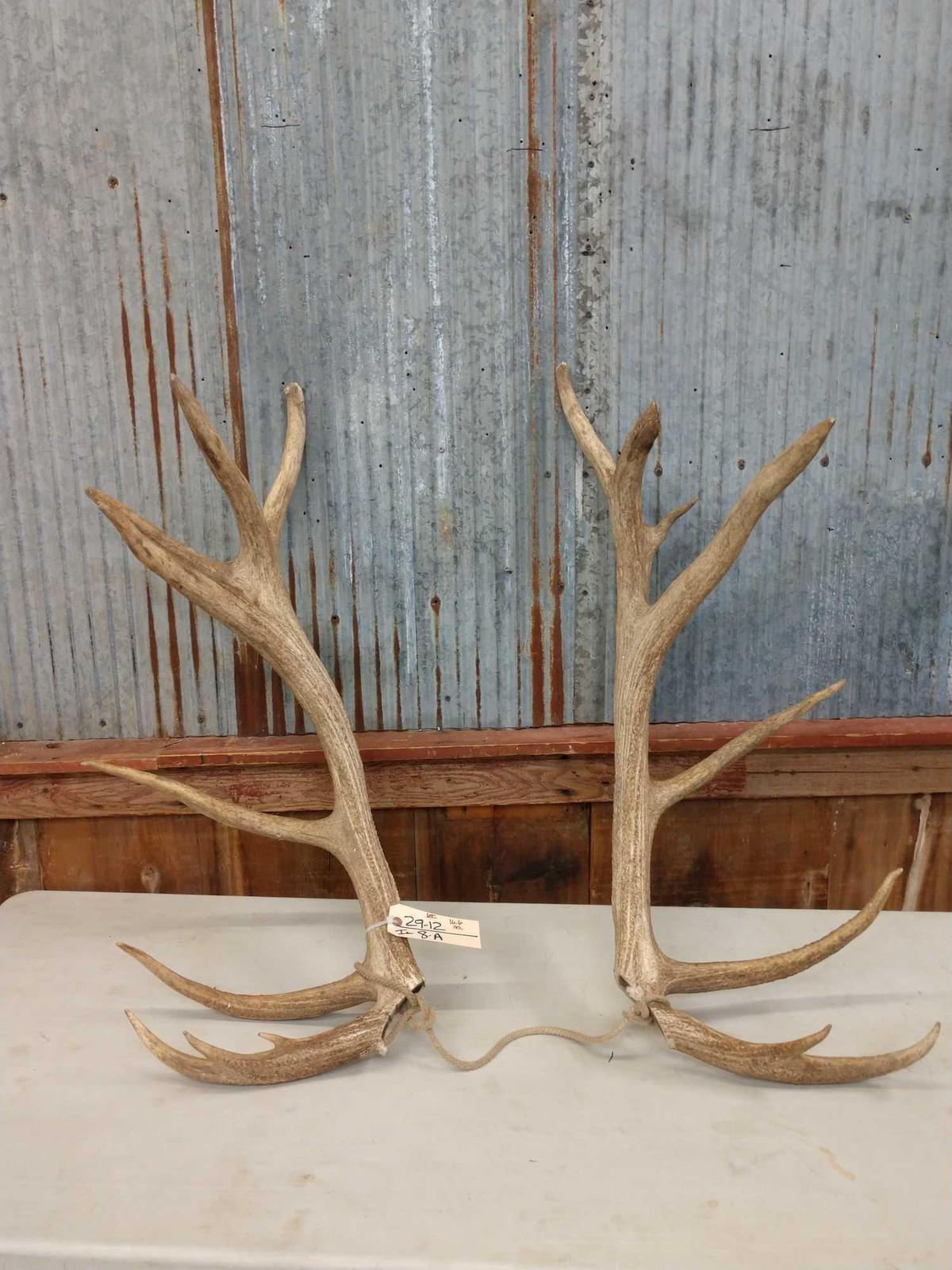 16.6 lbs Elk Antler Cuts