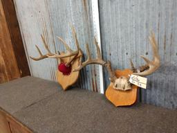 2 Sets Of Whitetail Antlers On Plaque