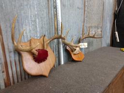 2 Sets Of Whitetail Antlers On Plaque