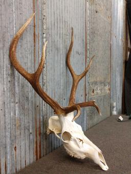 3x3 Elk Antlers On Skull