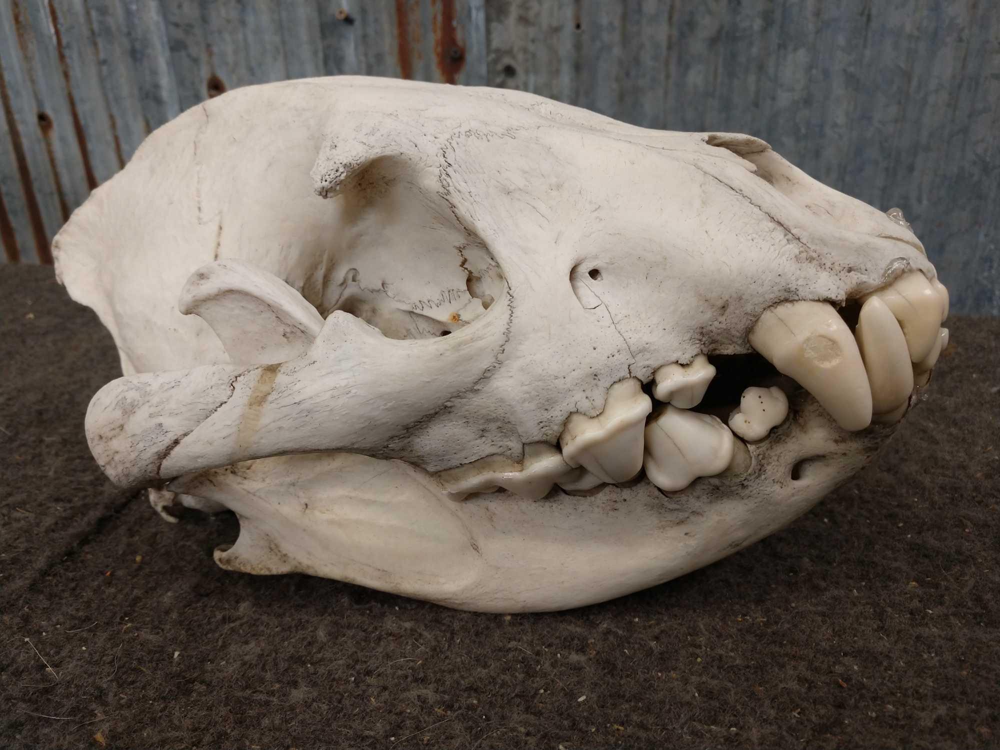African Hyena Skull