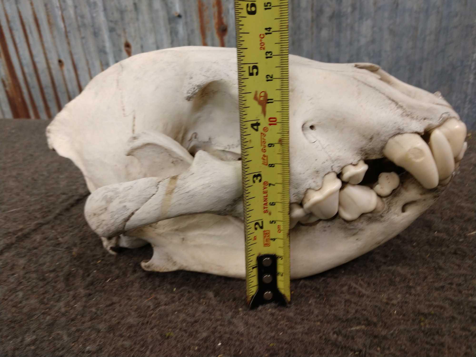 African Hyena Skull