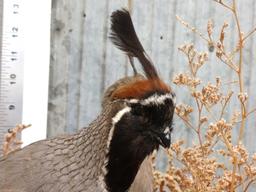 Gamble's Quail Hen & Rooster Taxidermy Mount