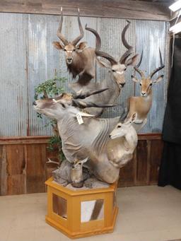 African Mountain multiple taxidermy mount