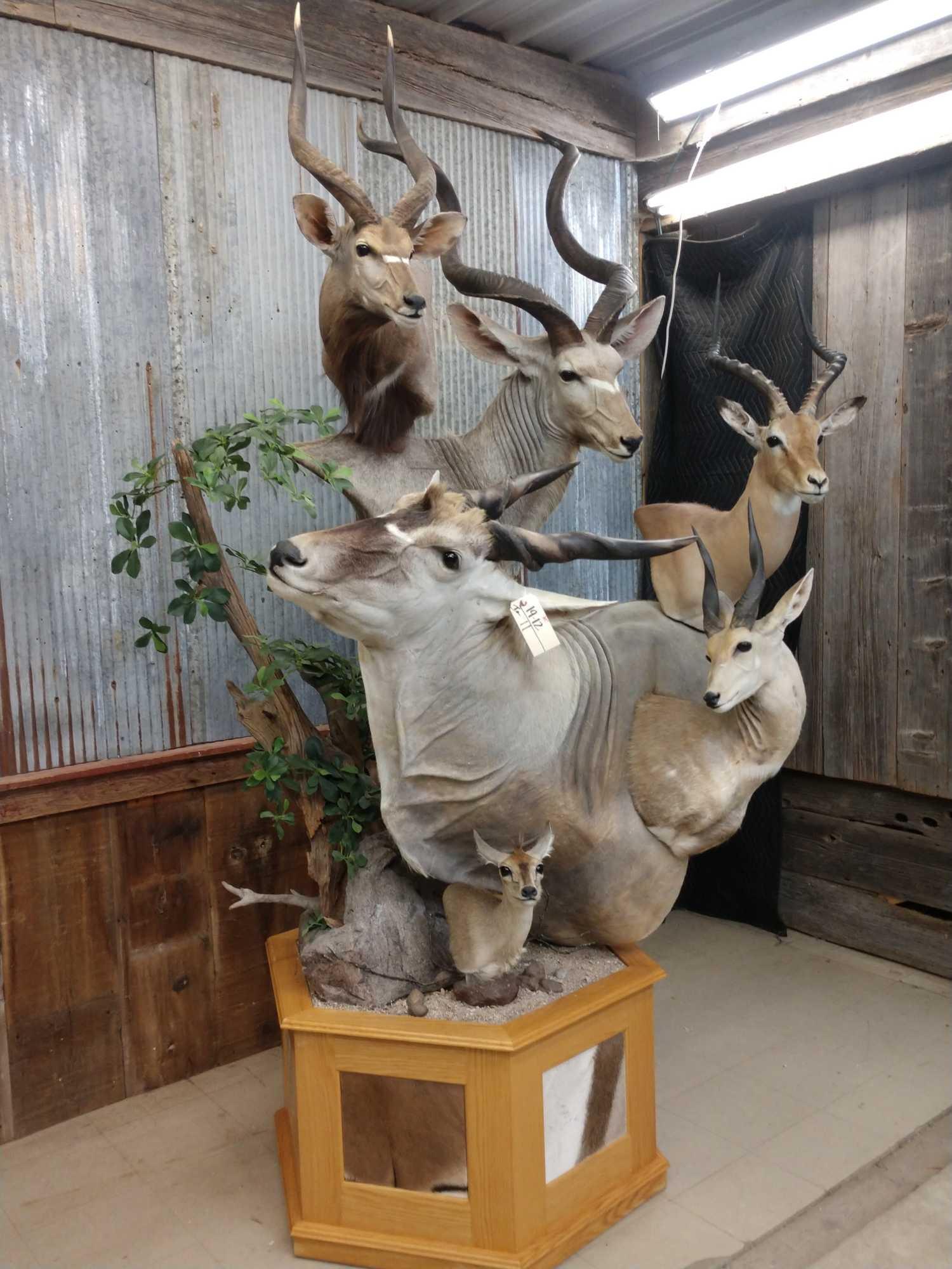 African Mountain multiple taxidermy mount