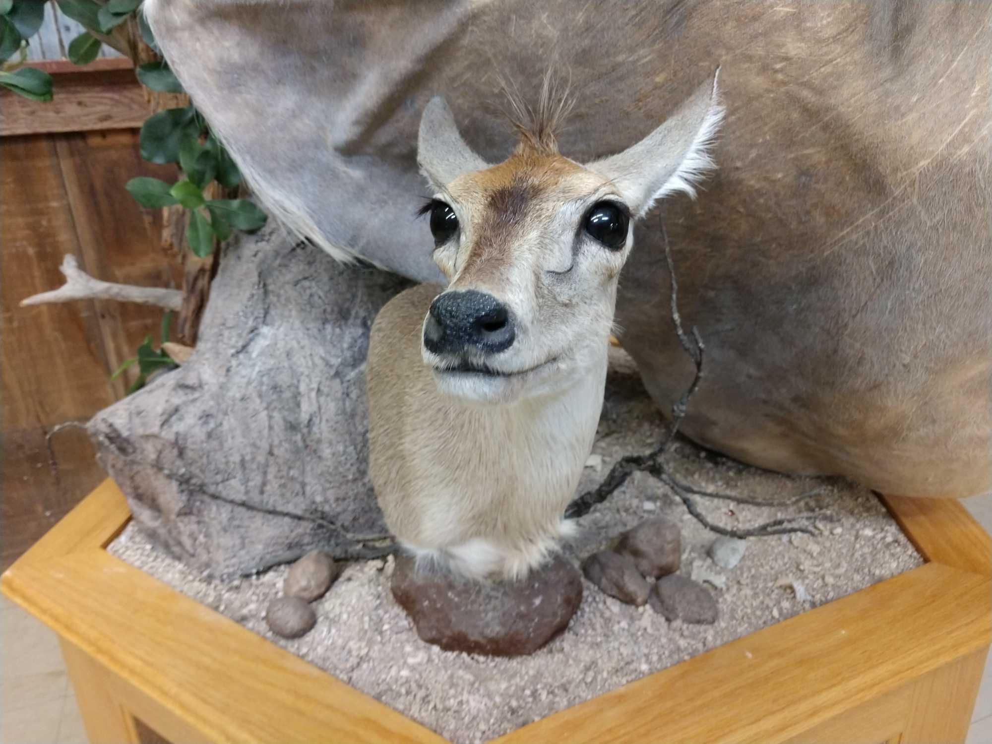 African Mountain multiple taxidermy mount