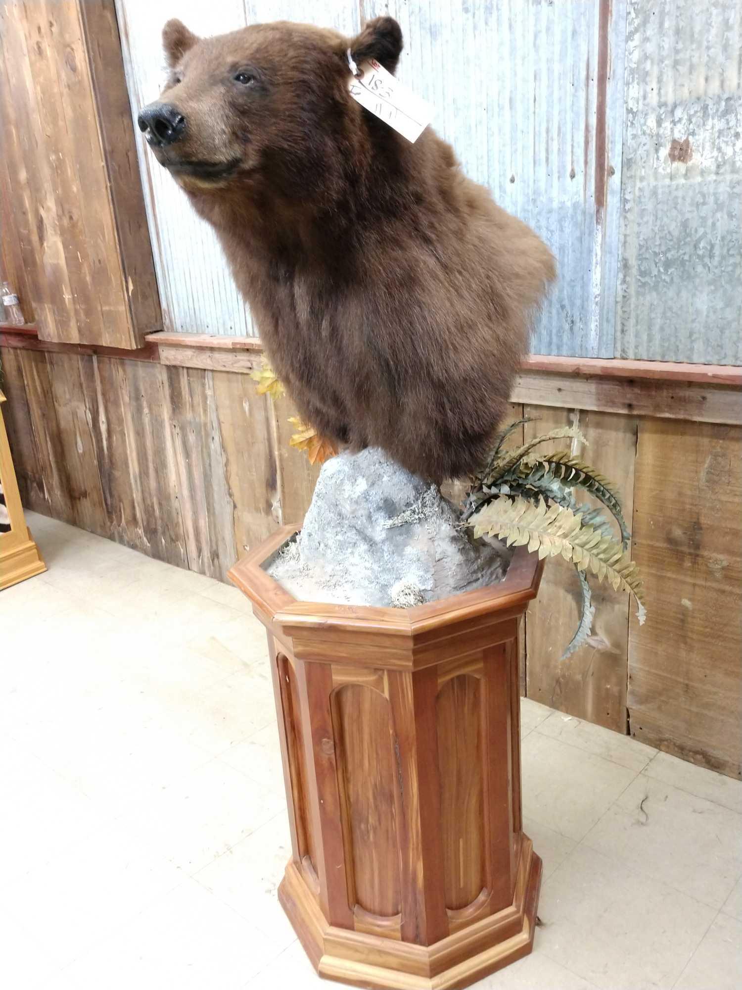 NICE Cinnamon phase black bear pedestal taxidermy mount