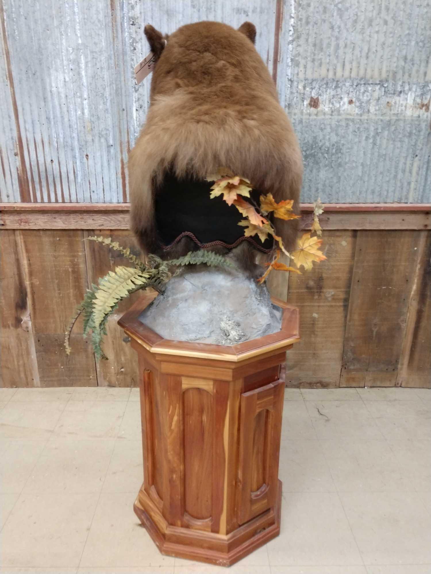 NICE Cinnamon phase black bear pedestal taxidermy mount