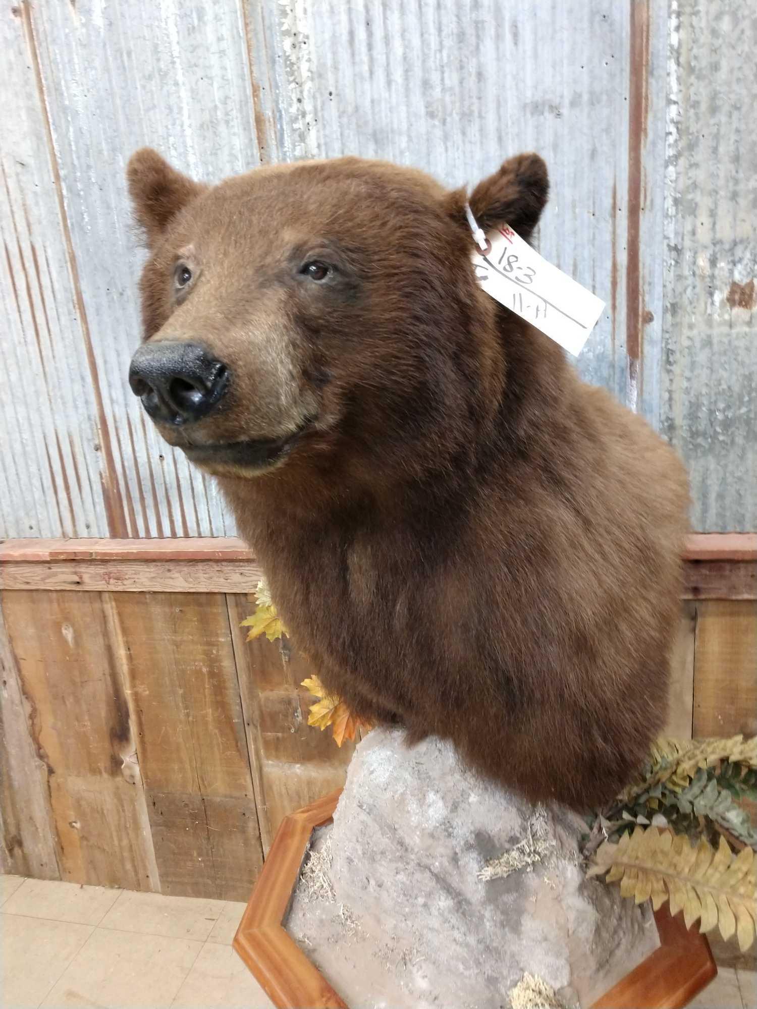 NICE Cinnamon phase black bear pedestal taxidermy mount