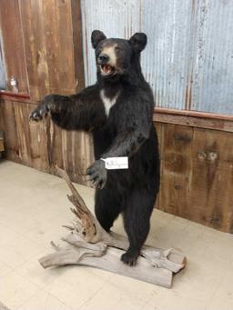 Black Bear Full Body Taxidermy Mount