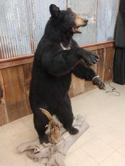 Black Bear Full Body Taxidermy Mount