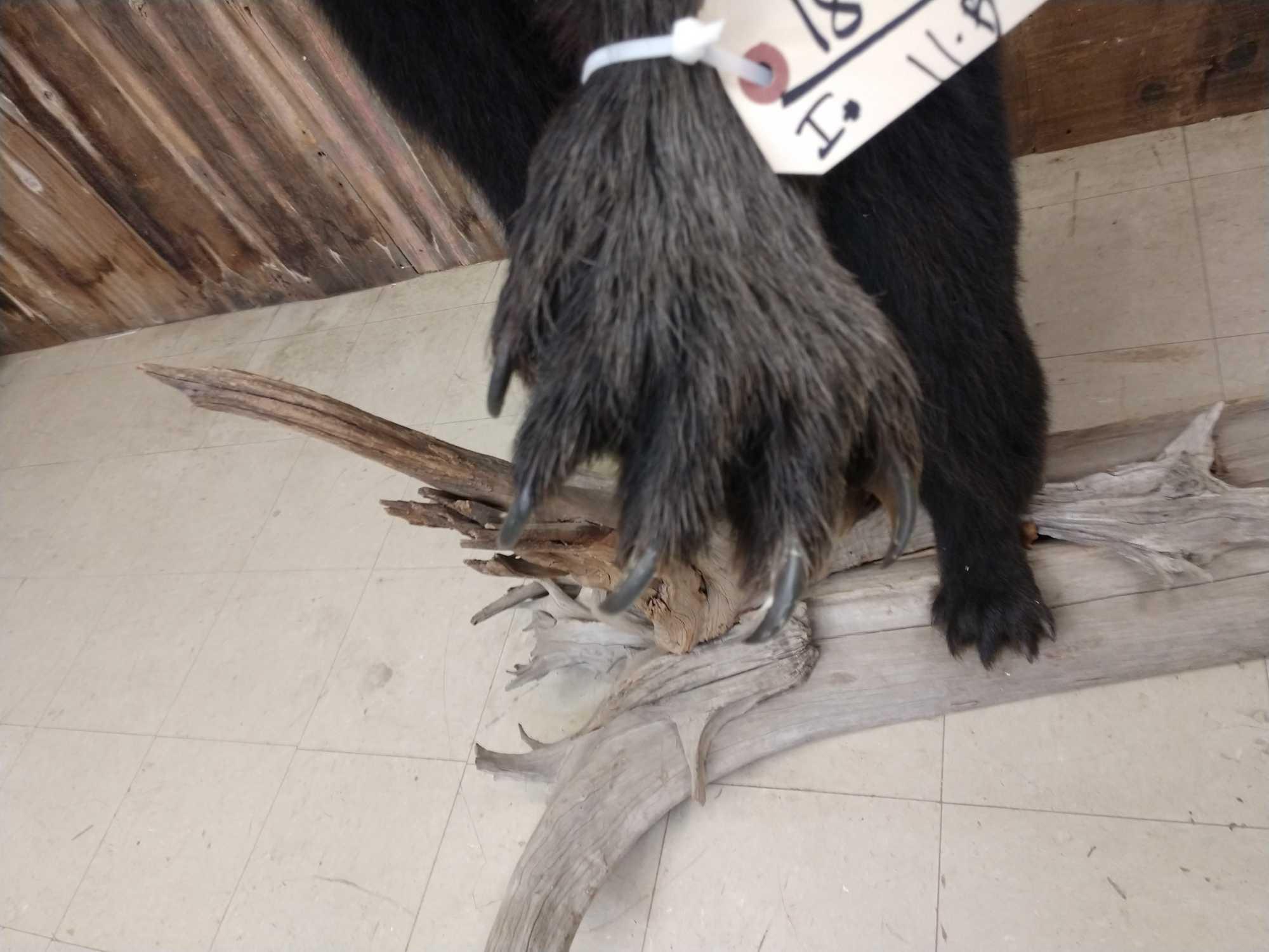 Black Bear Full Body Taxidermy Mount