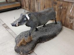 Nice African Warthog Full Body Taxidermy Mount