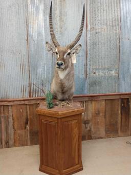 African Waterbuck Pedestal Taxidermy Mount