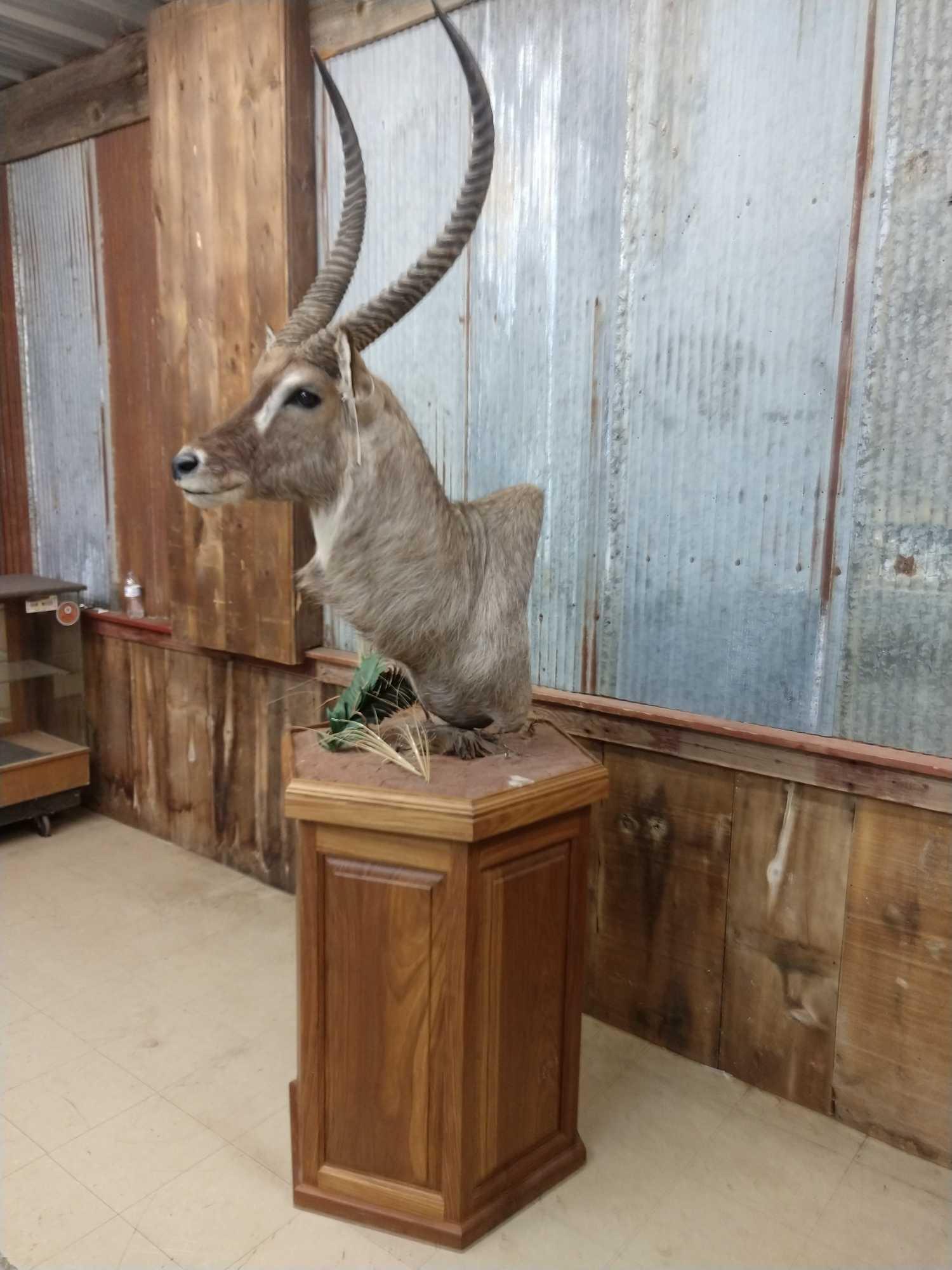 African Waterbuck Pedestal Taxidermy Mount