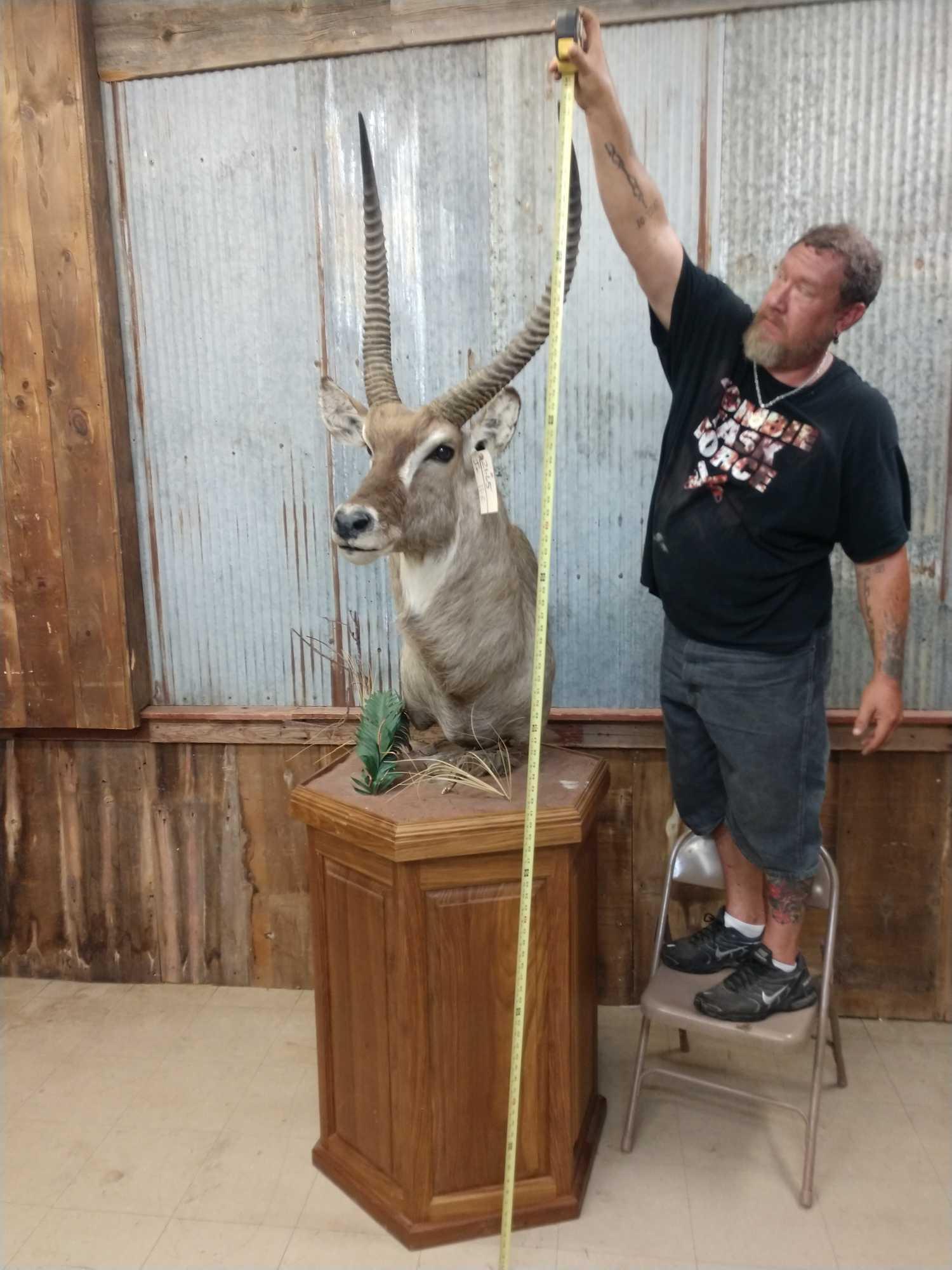 African Waterbuck Pedestal Taxidermy Mount