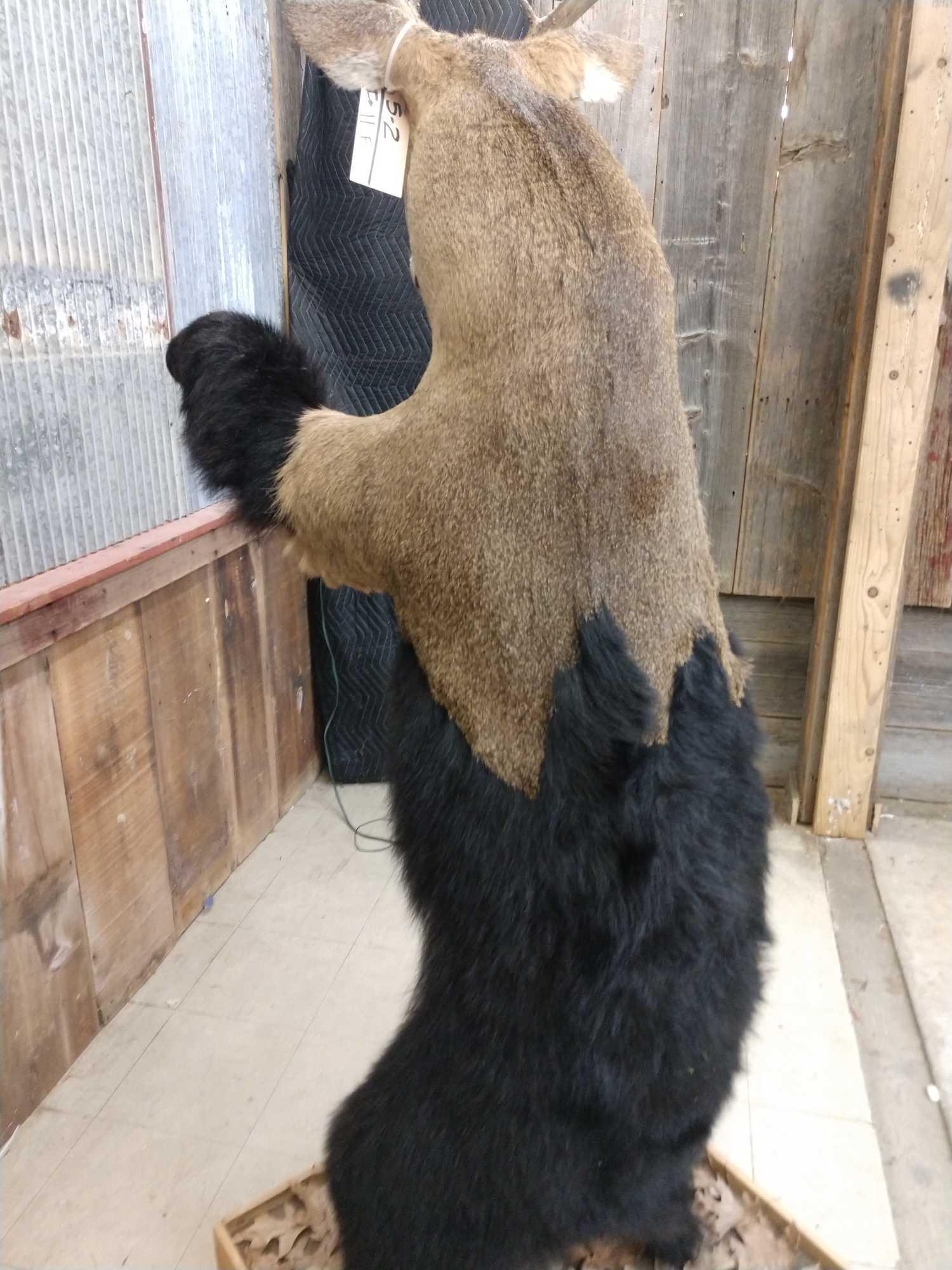 Beer Full Body Taxidermy Mount Oddity