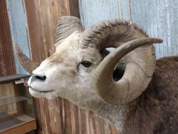 BIG Stone Sheep Full Body Taxidermy Mount