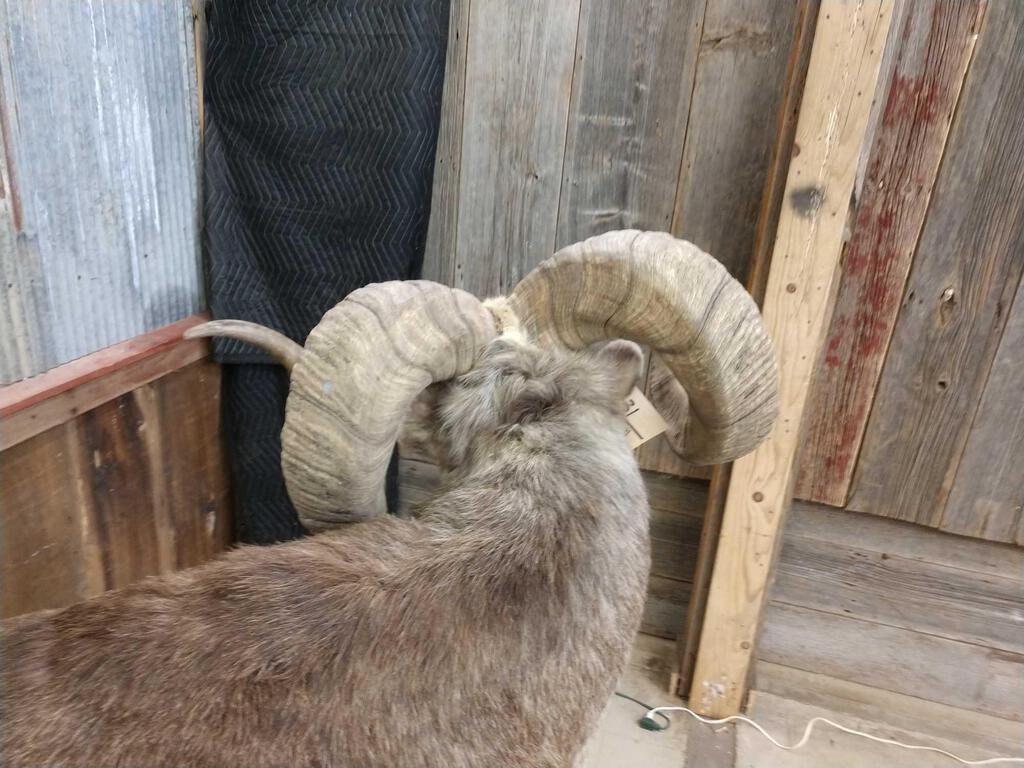 BIG Stone Sheep Full Body Taxidermy Mount