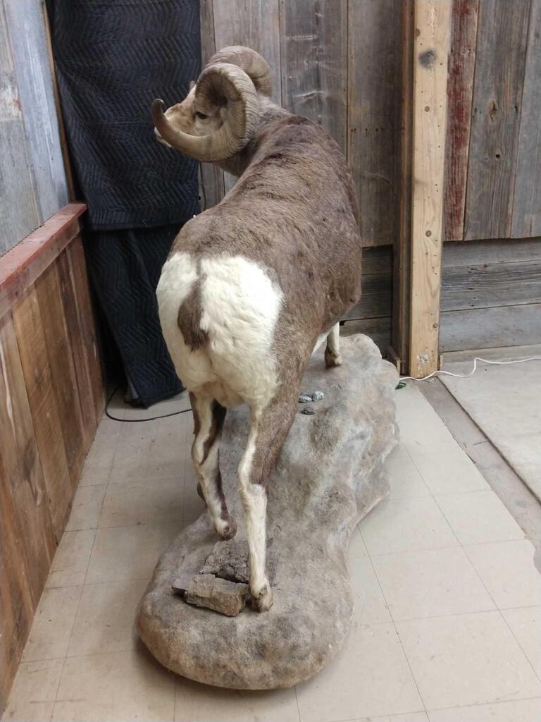 BIG Stone Sheep Full Body Taxidermy Mount