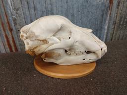 Big Grizzly Bear Skull Taxidermy