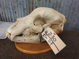 Big Grizzly Bear Skull Taxidermy