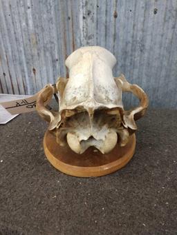 Big Grizzly Bear Skull Taxidermy