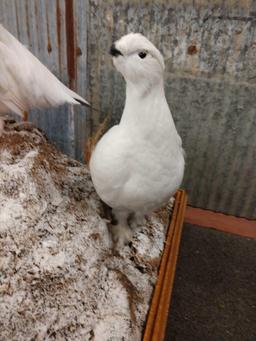 Arctic Fox , Ptarmigan , & Hare Taxidermy Mount