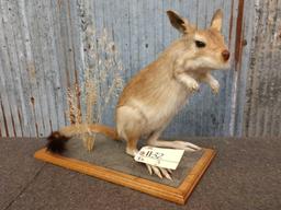 African Springhare Full Body Taxidermy Mount