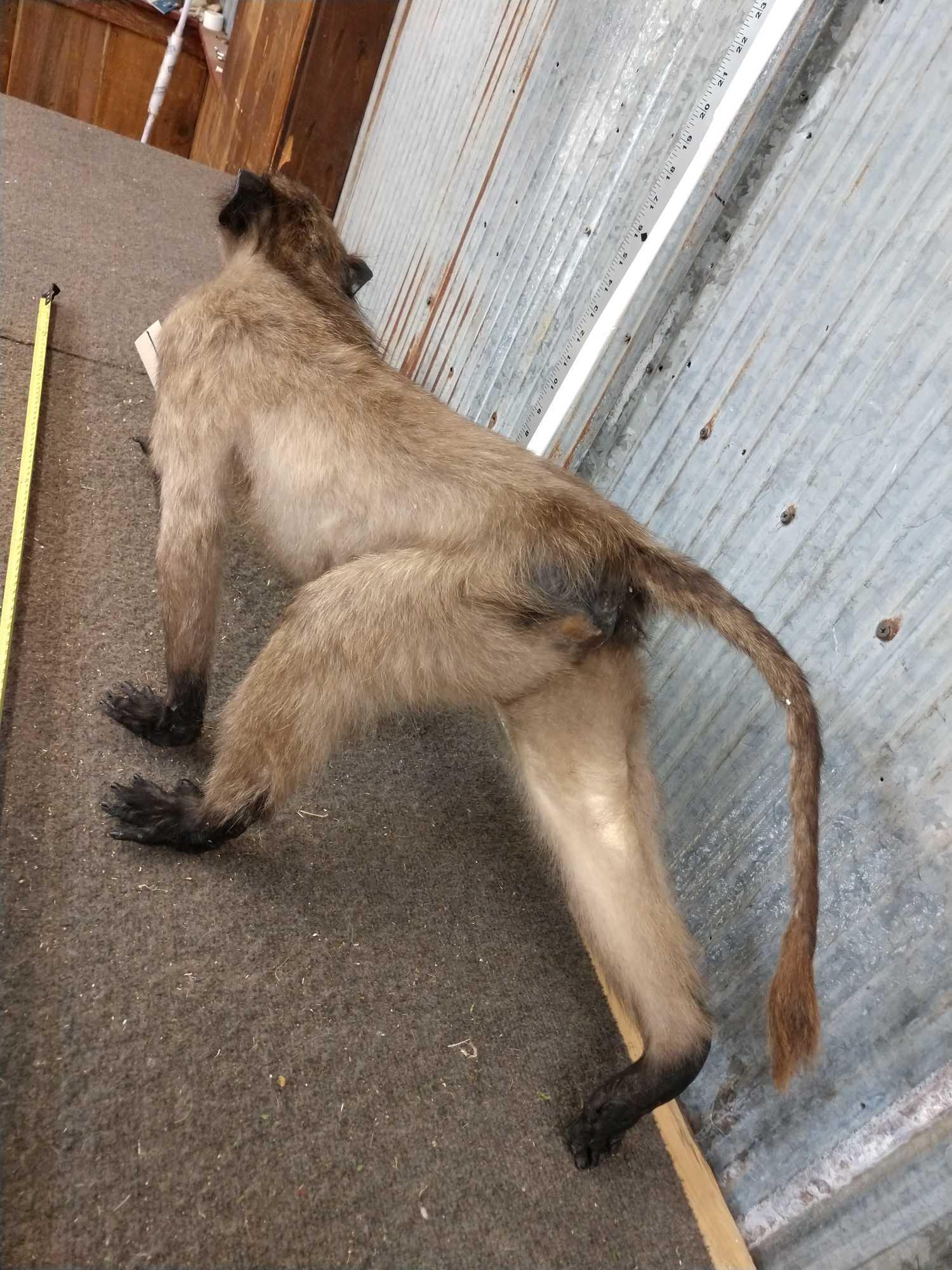Baby Chacma Baboon Full Body Taxidermy Mount