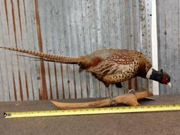 Pheasant Full Body Taxidermy Mount