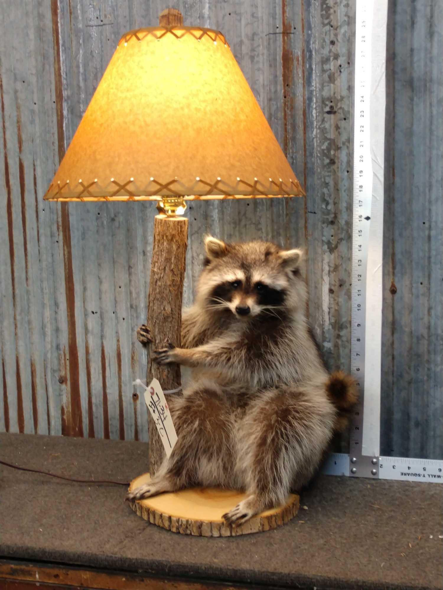 Raccoon Lamp Taxidermy Mount