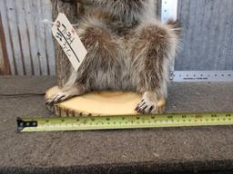 Raccoon Lamp Taxidermy Mount